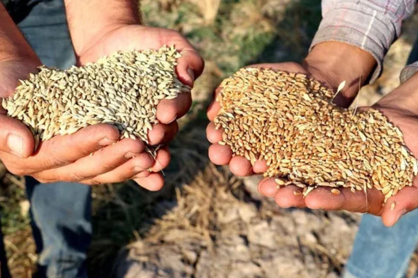 Milyonlarca çiftçiye müjde: Aralık ayı tahıl, buğday ve arpa ne kadar?